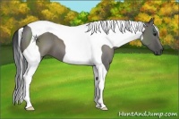 Horse Color:Grullo Tobiano