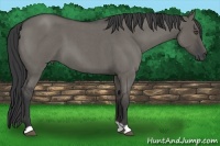 Horse Color:Grullo Roan 