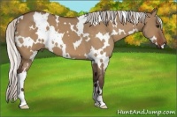 Horse Color:White Spotted Silver Bay Dun 