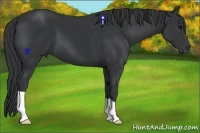 Horse Color:Black 