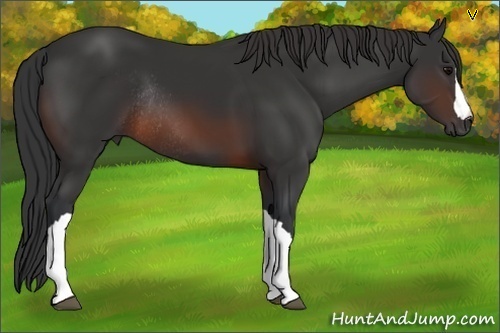 Horse Color:Brown Rabicano 