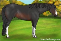 Horse Color:Brown Rabicano 
