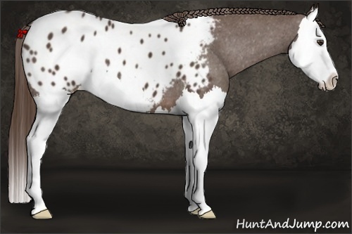 Horse Color:Liver Chestnut Splash Appaloosa 