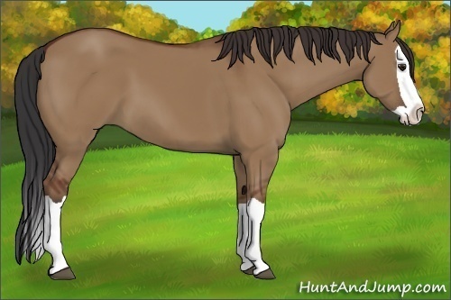 Horse Color:Unknown 