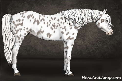 Horse Color:Silver Blue Roan Splash Near Leopard 