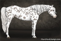 Horse Color:Silver Blue Roan Splash Near Leopard 