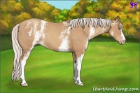 Horse Color:White Spotted Silver Classic Champagne