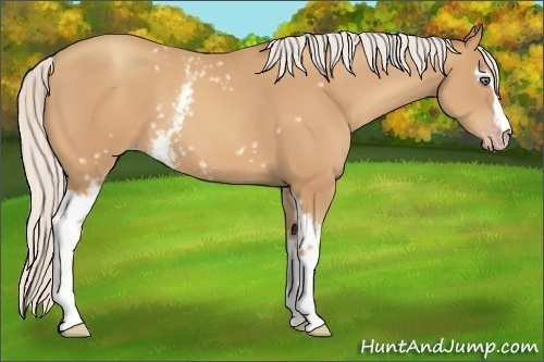 Horse Color:White Spotted Silver Amber Champagne 