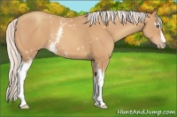 Horse Color:White Spotted Silver Amber Champagne