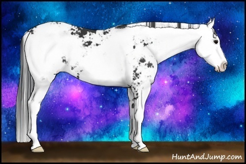 Horse Color:Black Sabino 