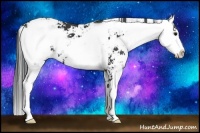 Horse Color:Black Sabino 