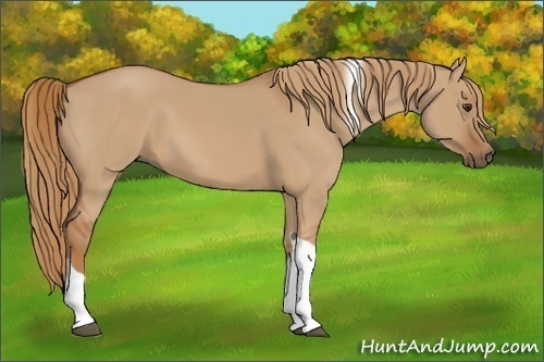 Horse Color:Red Dun Sabino Tobiano