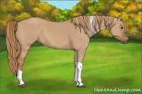 Horse Color:Red Dun Sabino Tobiano