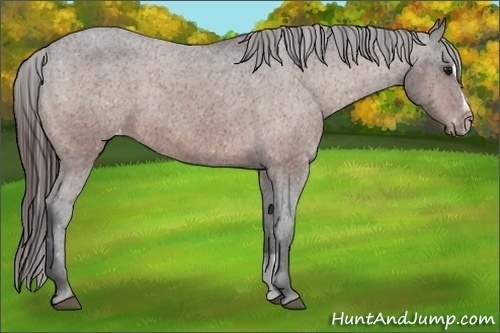 Horse Color:Bay Sabino Appaloosa Rabicano
