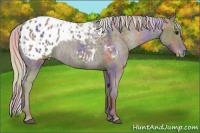 Horse Color:Nacre Silver Black Appaloosa 