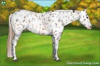 Horse Color:Buckskin Roan Near Leopard 