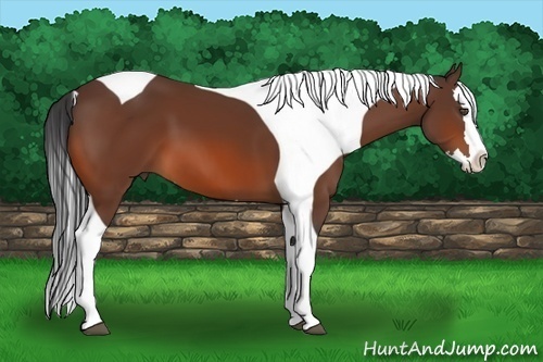 Horse Color:Bay Sabino Splash Tobiano 