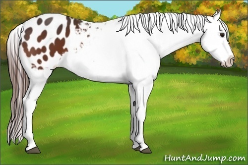Horse Color:Bay Appaloosa