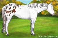 Horse Color:Bay Appaloosa 