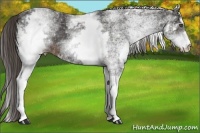 Horse Color:White Spotted Liver Chestnut 
