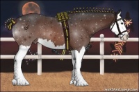 Horse Color:Bay Splash 