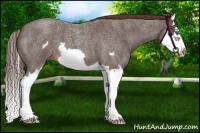 Horse Color:Liver Red Roan Splash Frame
