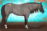 Horse Color:Liver Red Roan 