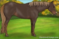 Horse Color:Liver Chestnut