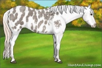 Horse Color:Chocolate Palomino Roan Blanket