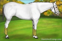 Horse Color:Buckskin Ice Splash Tobiano Frame 