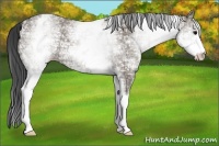 Horse Color:White Spotted Grullo Ice 