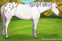 Horse Color:Bay Dun Appaloosa