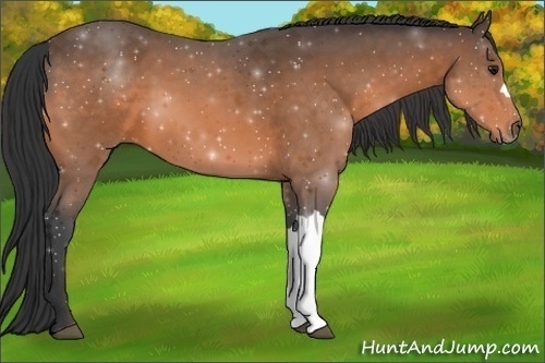 Horse Color:Buckskin 