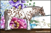 Horse Color:Bay Splash Tobiano Near Leopard  Brindle