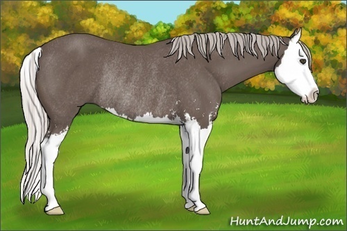 Horse Color:Silver Black Sabino Splash Rabicano