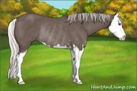 Horse Color:Silver Black Sabino Splash Rabicano 