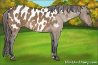 Horse Color:Bay Dun Appaloosa 