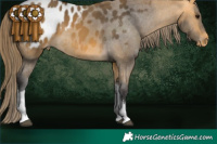 Horse Color:White Spotted Buckskin Appaloosa Rabicano