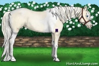 Horse Color:Palomino Roan Pearl Dun Splash Tobiano