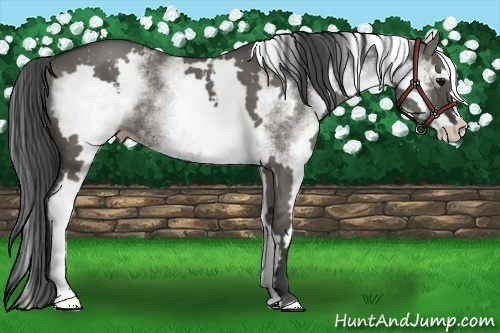 Horse Color:White Spotted Grullo Frame 