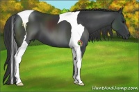Horse Color:Black Tobiano