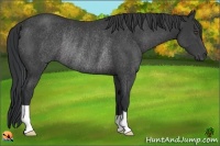 Horse Color:Black Rabicano 