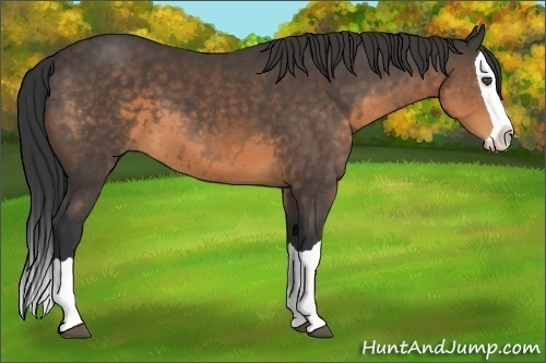 Horse Color:Unknown 