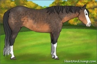 Horse Color:Unknown 