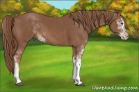 Horse Color:Chestnut Sabino