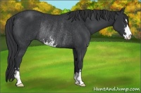Horse Color:Black Sabino Rabicano 