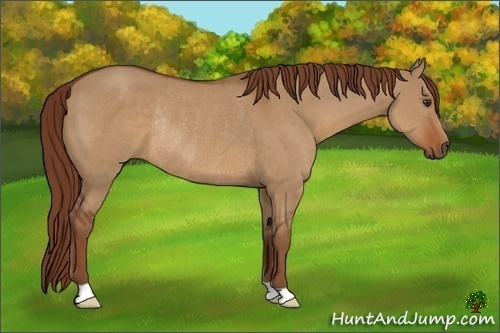 Horse Color:Red Dun Rabicano