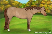 Horse Color:Red Dun Rabicano
