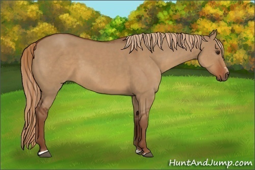 Horse Color:Unknown 