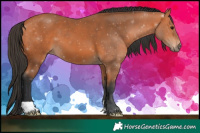 Horse Color:Bay 